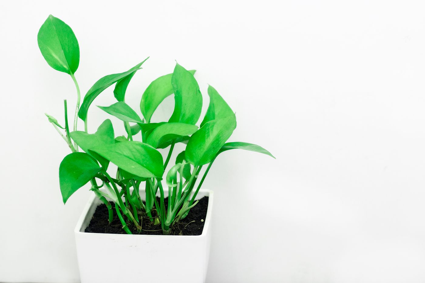 Planta de interior
